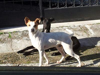 Dos galgas y mestizo abandonados en un pueblo de Sevilla. ACOGIDA O ADOPCIÓN.