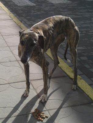 Dos galgas y mestizo abandonados en un pueblo de Sevilla. ACOGIDA O ADOPCIÓN.