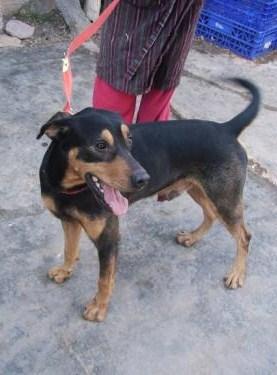 RAUL, X DE PINCHER ALEMAN EN ADOPCION. ¿PORQUE NADIE LO VE?‏