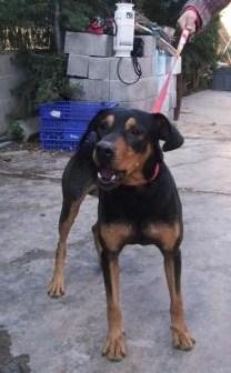 RAUL, X DE PINCHER ALEMAN EN ADOPCION. ¿PORQUE NADIE LO VE?‏