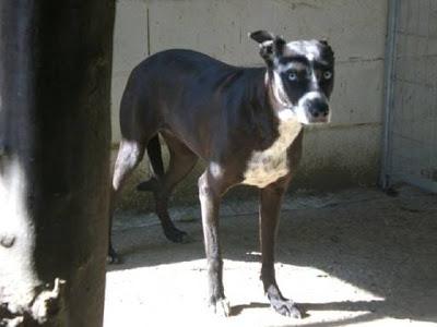 Muy urgente!! Una semana para ayudar a iris.