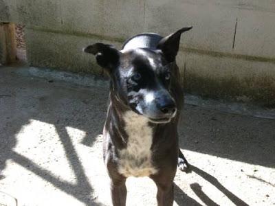 Muy urgente!! Una semana para ayudar a iris.