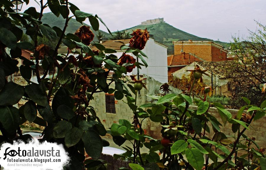 El castillo tras el rosal