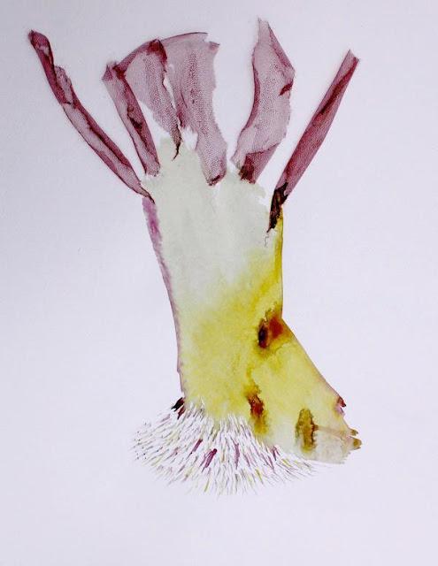 Daniela Quilici-Los perezosos