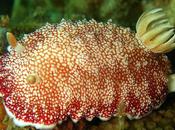 Babosa desecha pene después acto sexual