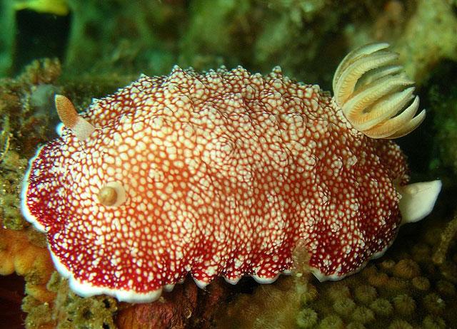 babosa de mar Chromodoris reticulata