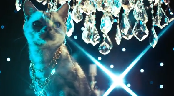 Un comercial de gatos