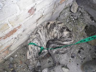 Lalo y Huesitos, ¿los dejamos en la calle? y....Sevilla, Sevilla siempre Sevilla.