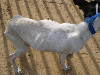Lalo y Huesitos, ¿los dejamos en la calle? y....Sevilla, Sevilla siempre Sevilla.