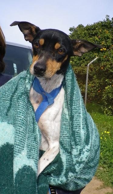 Lalo y Huesitos, ¿los dejamos en la calle? y....Sevilla, Sevilla siempre Sevilla.