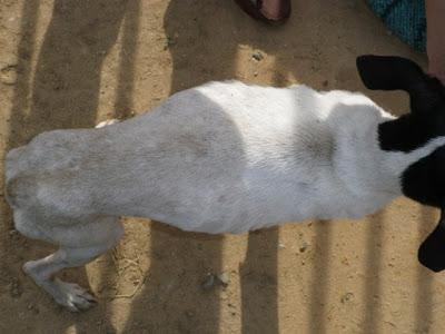 Lalo y Huesitos, ¿los dejamos en la calle? y....Sevilla, Sevilla siempre Sevilla.