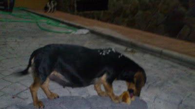 URGENTISIMO!! A punto de parir en la calle!! (Córdoba)