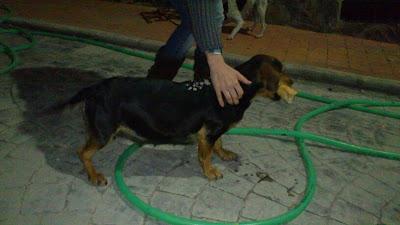 URGENTISIMO!! A punto de parir en la calle!! (Córdoba)