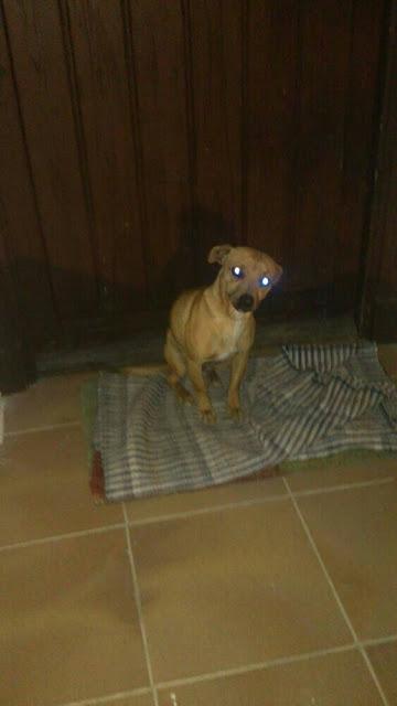 MUY URGENTE!! PERRITO QUE DUERME EN LA PUERTA DE UNA CASA. JEREZ (CADIZ)