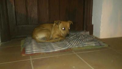 MUY URGENTE!! PERRITO QUE DUERME EN LA PUERTA DE UNA CASA. JEREZ (CADIZ)