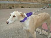 Blair adopción zaragoza!!