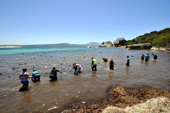 delfines en peligro en Australia