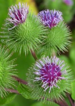 Depuración a través de las plantas Depuración a través de las plantas