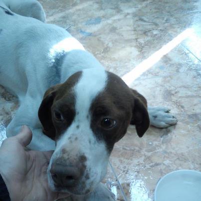 Foto: Me he encontrado esta perrita pointer esta mañana, una víctima más de la caza, sucia, en los huesos y sin chip. Es mediana, pesa unos 8kgs, bastante jovencita, un año aprox. la he encontrado aterrorizada, pero ahora está tranquila y es muy cariñosa. Se lleva bien con gatos y otros perros. Busco adoptante en Madrid o alrededores, no para caza ni para criar, alguien que la vaya a cuidar bien, ya ha sufrido bastante. Gracias!