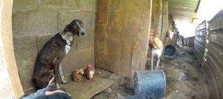 Imagen del estado de los perros hallados en la trasera de una finca de San Roque. 