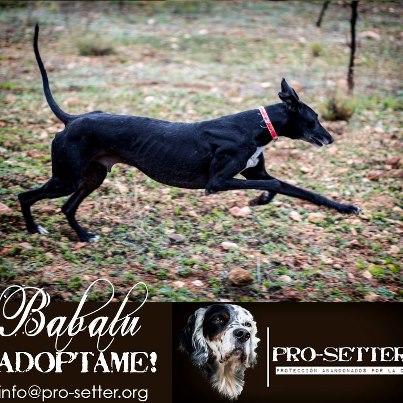 Foto: NOMBRE: BABALU RAZA: Galgo Español EDAD: 3 Años SEXO: Macho PESO:  23 kilos ORIGEN:  Perrera de Las Torres, Murcia SITUACION: EN ADOPCIÓN. Necesita Padrino SE ENVIA A TODA ESPAÑA  + INFO Y FOTOS: http://www.pro-setter.org/index.php/es/component/content/article/6-pp-hembra/606-audrey.html  APADRINAR A BABALU: http://www.pro-setter.org/index.php/es/colabora/apadrina.html  CONTACTO: info@pro-setter.org www.pro-setter.org www.descubre.pro-setter.org