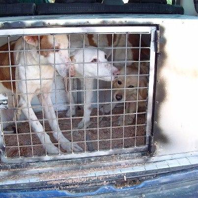 Foto: Todas con cese, dejadas por el mismo cazador. Dos podencas y la canija. Muy buenas, cariñositas, con miedo pobretas. Son jovenes. adoptadelaperrera@gmail.com