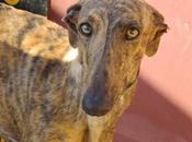 eran bocados... disparos Almeria)