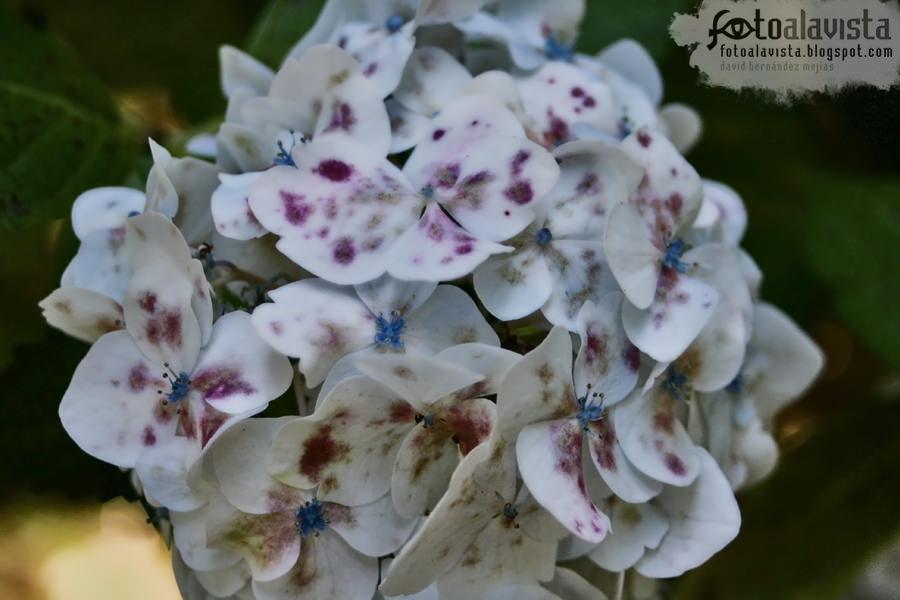 ¿Mariposas o flores?