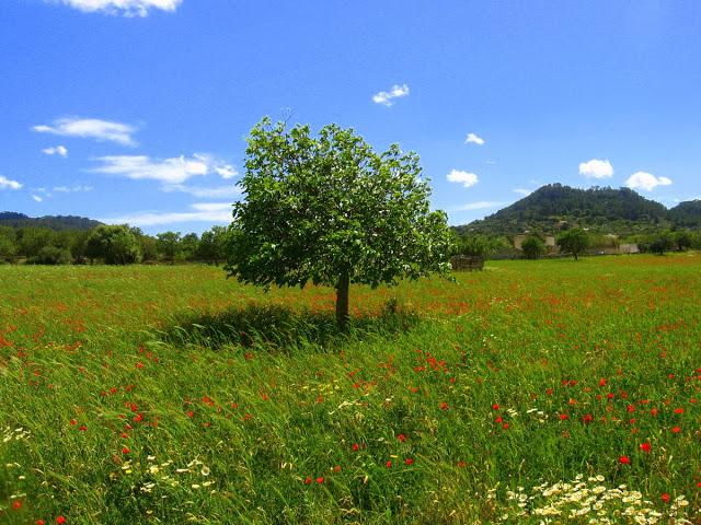 Mi Mallorca