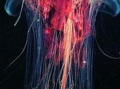 ART... MEDUSAS jellyfish