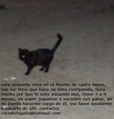 Negrito, panterita negra buscando hogar, es un bebe.