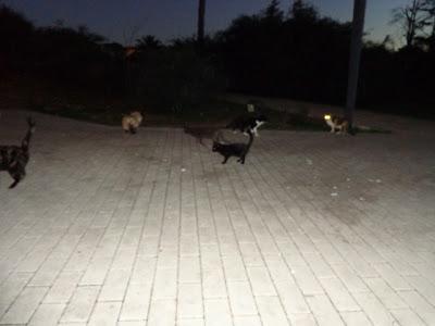 Negrito, panterita negra buscando hogar, es un bebe.