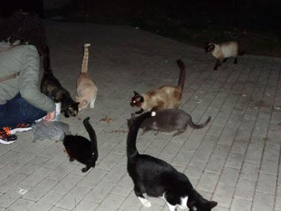 Negrito, panterita negra buscando hogar, es un bebe.