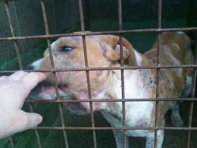 Cachorrita de pittbull en la perrera, 24 horas para salvarla. Carballo (CORUÑA)