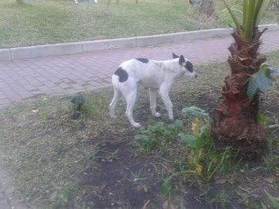 PERRITA HERIDA ABANDONADA por favor una acogida para tratarle. Magazón (Huelva)