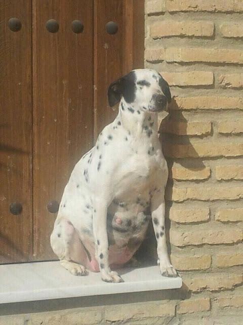 Dalmata con barriga extrema en la calle. CHICLANA (Cadiz)
