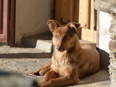 Perros (¿podencos?) en pesimas condiciones.