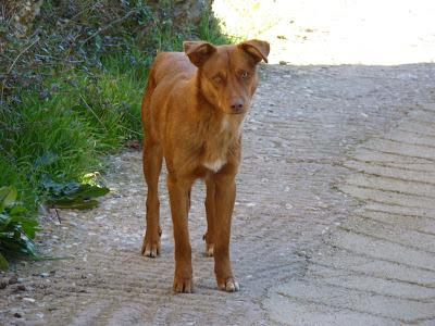 Perros (¿podencos?) en pesimas condiciones.