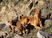 Perros (¿podencos?) pesimas condiciones.