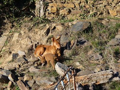 Perros (¿podencos?) en pesimas condiciones.