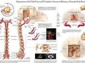 ¿Cómo pueden buhos girar completamente cabeza morir intento?