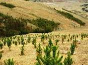 ¿qué reforestación?