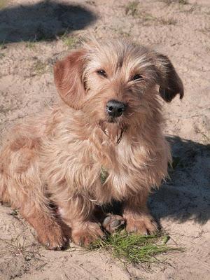 Arena aparecio por la zona de la matanza de Punta Umbria. (Huelva)