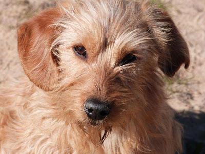 Arena aparecio por la zona de la matanza de Punta Umbria. (Huelva)