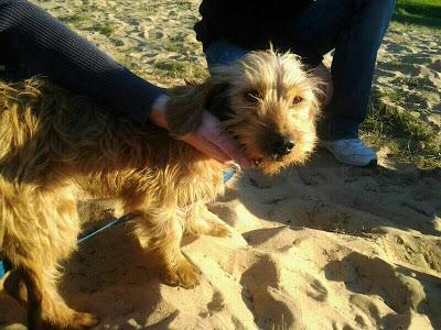 Arena aparecio por la zona de la matanza de Punta Umbria. (Huelva)