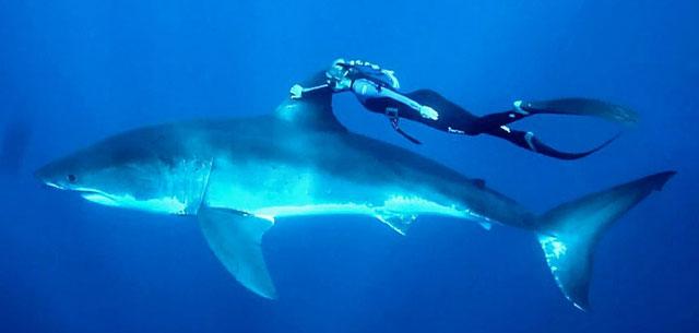 mujer nada junto a un tiburón blanco