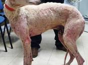 Galgo estado lamentable calles sevilla ayuda favor ....