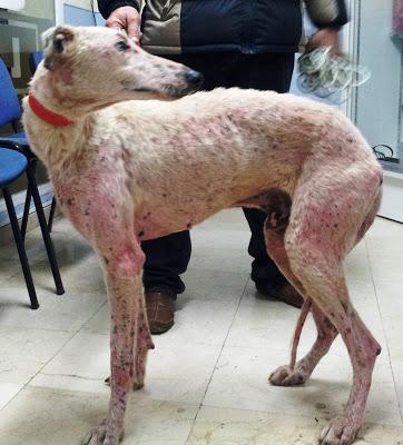 GALGO EN ESTADO LAMENTABLE EN LAS CALLES DE SEVILLA AYUDA POR FAVOR ....