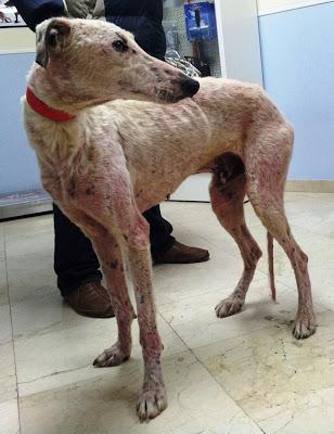 GALGO EN ESTADO LAMENTABLE EN LAS CALLES DE SEVILLA AYUDA POR FAVOR ....