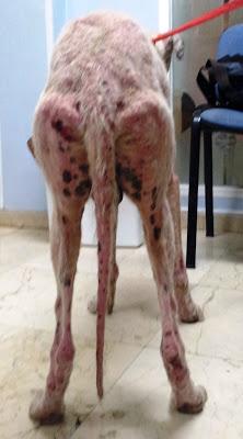 GALGO EN ESTADO LAMENTABLE EN LAS CALLES DE SEVILLA AYUDA POR FAVOR ....